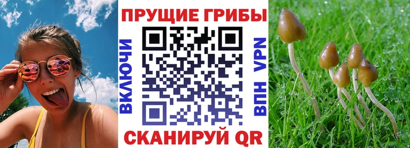 Галлюциногенные грибы Cubensis Сольцы